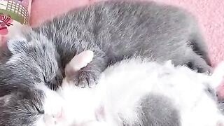 Cute Kittens - Best Of The 2021 Funny Cat Videos - TRY NOT TO LAUGH!
