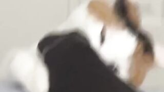 Funny Cat - Best Of The 2021 Funny Cat Videos - TRY NOT TO LAUGH!