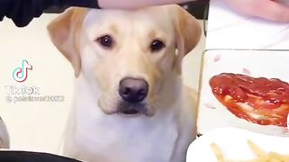 Funny dog love catchup