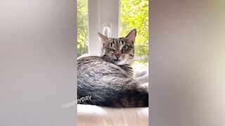 СМЕШНЫЕ КОТИКИ 2021/ЛУЧШИЕ ПРИКОЛЫ С КОТАМИ/РЖАКА