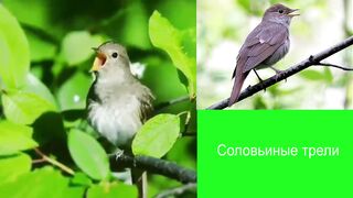 Соловьиные трели