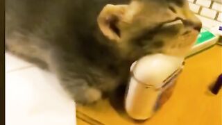 Смешные коты