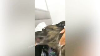 Я ЛЕВ, А НЕ КОТИК!