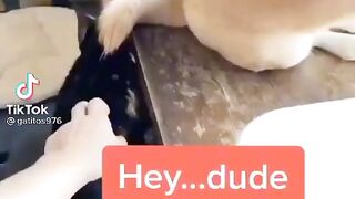 touch trick