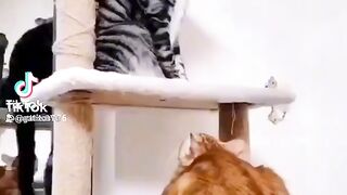 Funny cats fighting