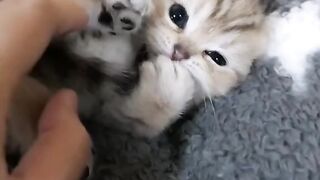 Cute Kittens - Best Of The 2021 Funny Cat Videos - TRY NOT TO LAUGH!