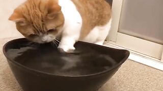 Funny Cat - Best Of The 2021 Funny Cat Videos - TRY NOT TO LAUGH!