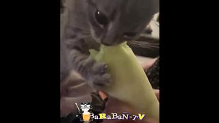 Любимые хвостики! 