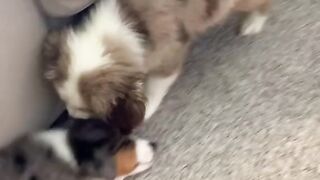 Funny Puppy - Best Of The 2021 Funny Dog Videos - TRY NOT TO LAUGH!