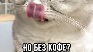 Касюпимо котик