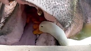Funny Animal - Best Of The 2021 Funny Animal Videos - TRY NOT TO LAUGH!