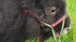 Funny Animal - Best Of The 2021 Funny Animal Videos - TRY NOT TO LAUGH!