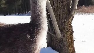 Cute Animal - Best Of The 2021 Funny Animal Videos - TRY NOT TO LAUGH!