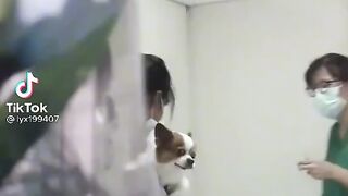 Funny dog