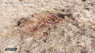 Депутата Госдумы взяли на незаконной охоте