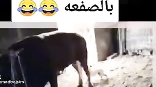 ركلة موجة للكلب الصغير