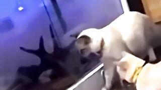 Funny Cat And Dog Videos Compilation???????? Cute Cats And Dogs???????? Funny Animal Videos 2022 ???? Funny Videos