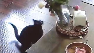 Best Funny Animal Videos 2022 ???????? Cute Cats And Dogs ???? Funny Cats And Dogs Videos
