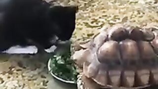 Funny animals