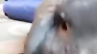 Funny animals