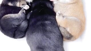 New Funny Videos 2023 ???? Cutest Cats and Dogs