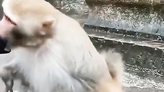 monkeys / monkeys, are animals that are adorable and funny in their behavior..
