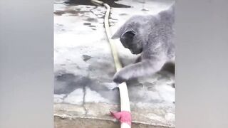 funny animals