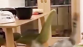 Funny Video || Funny Cat || Laughing