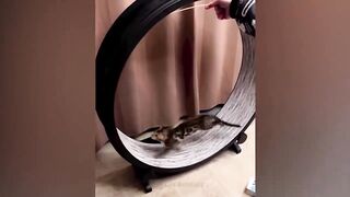I laughed to tears // jokes with animals // funny animal JOKES 2023