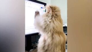 The funniest animals / Jokes with cats and dogs 2023