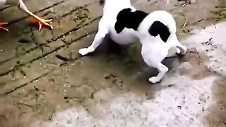 Fighting cat with cock