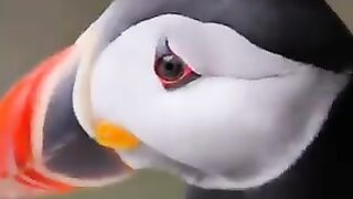 Nature ????????????????????????bird