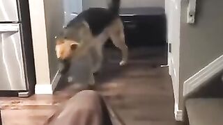 Funny animals - Funny cats / dogs - Funny animal videos 198