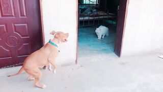 Pet Struggle for water