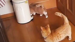 Cat funny video