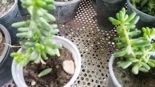 Jelly bean plant