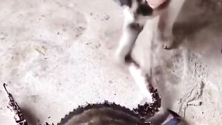 cat fighting with cute crab, adorable..