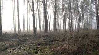 Forest|winter|beautiful nature|relaxing video