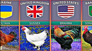 Chicken Breeds From Different Countries