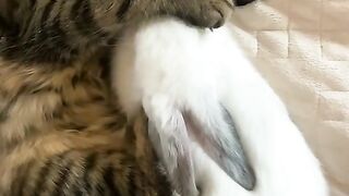 funny cat sleeping the bed