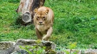lion in the jungle