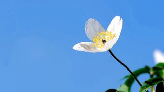 Beautiful nature rose flapping| amazing