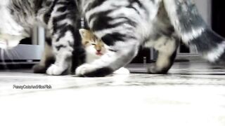 The best Funny Playing Cats and Dancing Kittens Compilation | Try not to laugh !