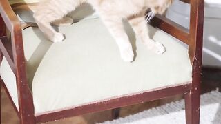 cat funny video