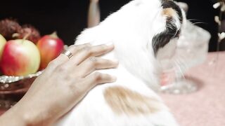 funny cat