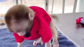 Monkey Funny video