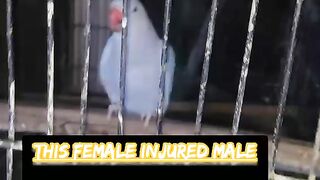 female injured male