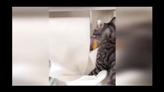 Funny video, pets funny video,cats funny video,new