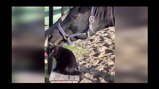 Funny video, pets funny video,cats funny new video