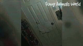 Funny video, pets funny video,cats funny video,cat
